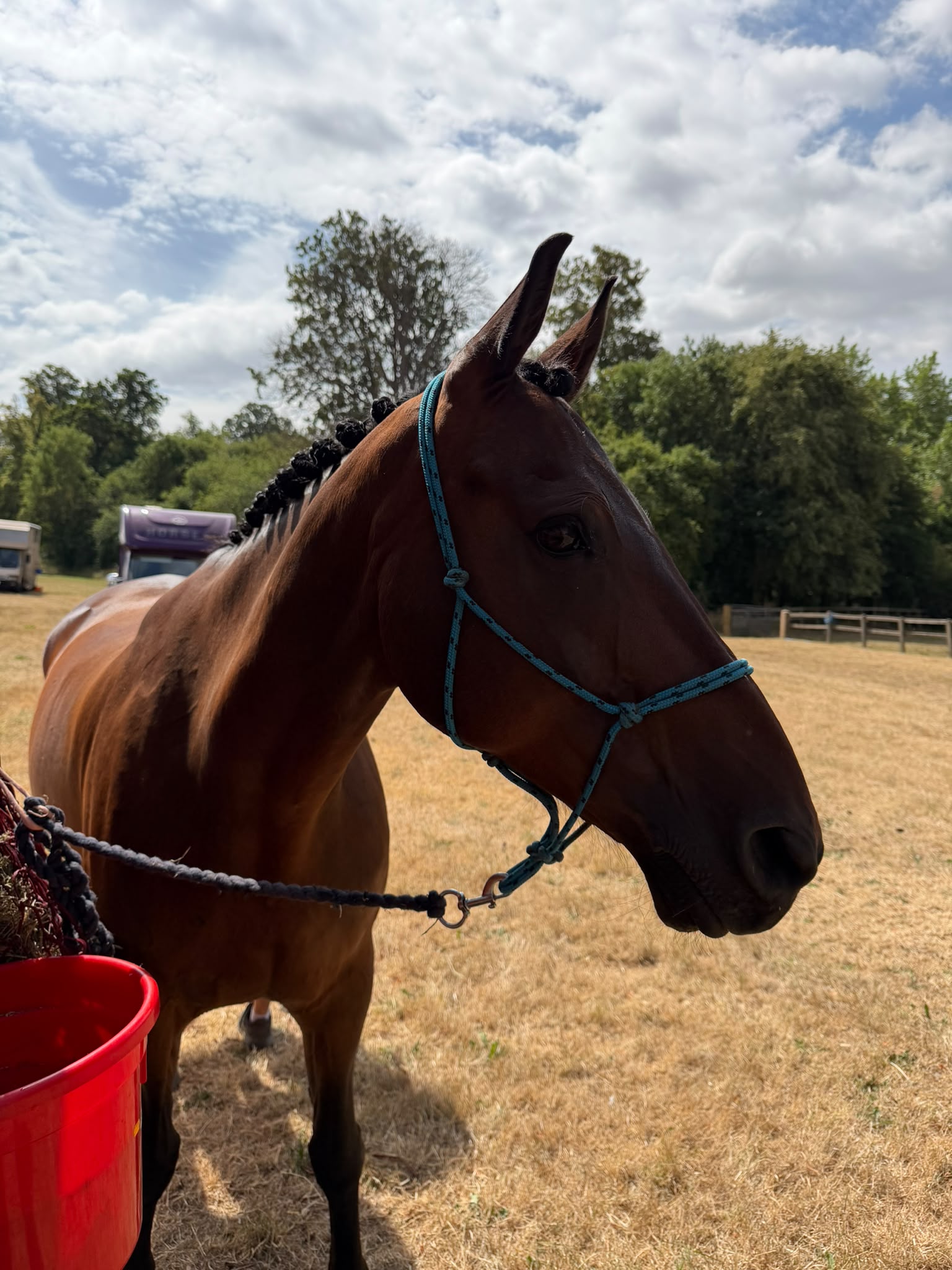Gallery Image for Pony Club